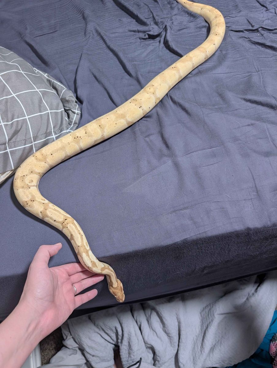 Male Banana Ball Python