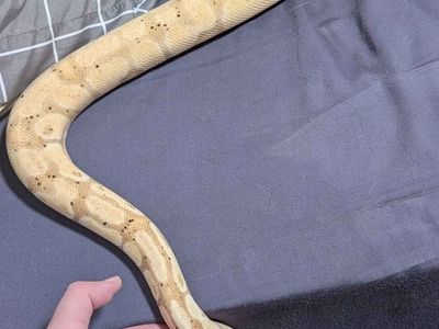 Male Banana Ball Python