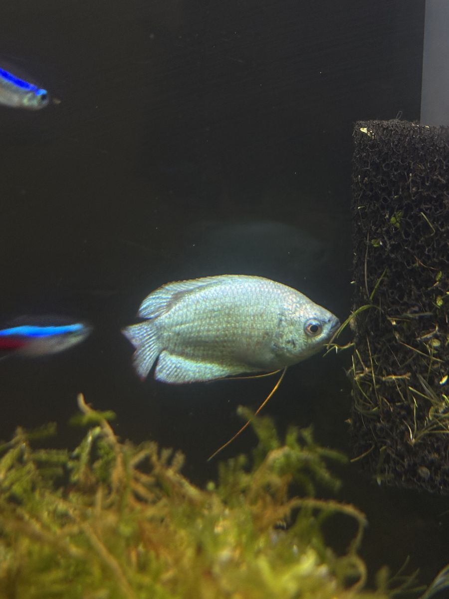 Blue Gourami