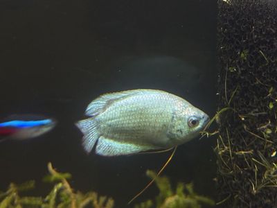 Blue Gourami