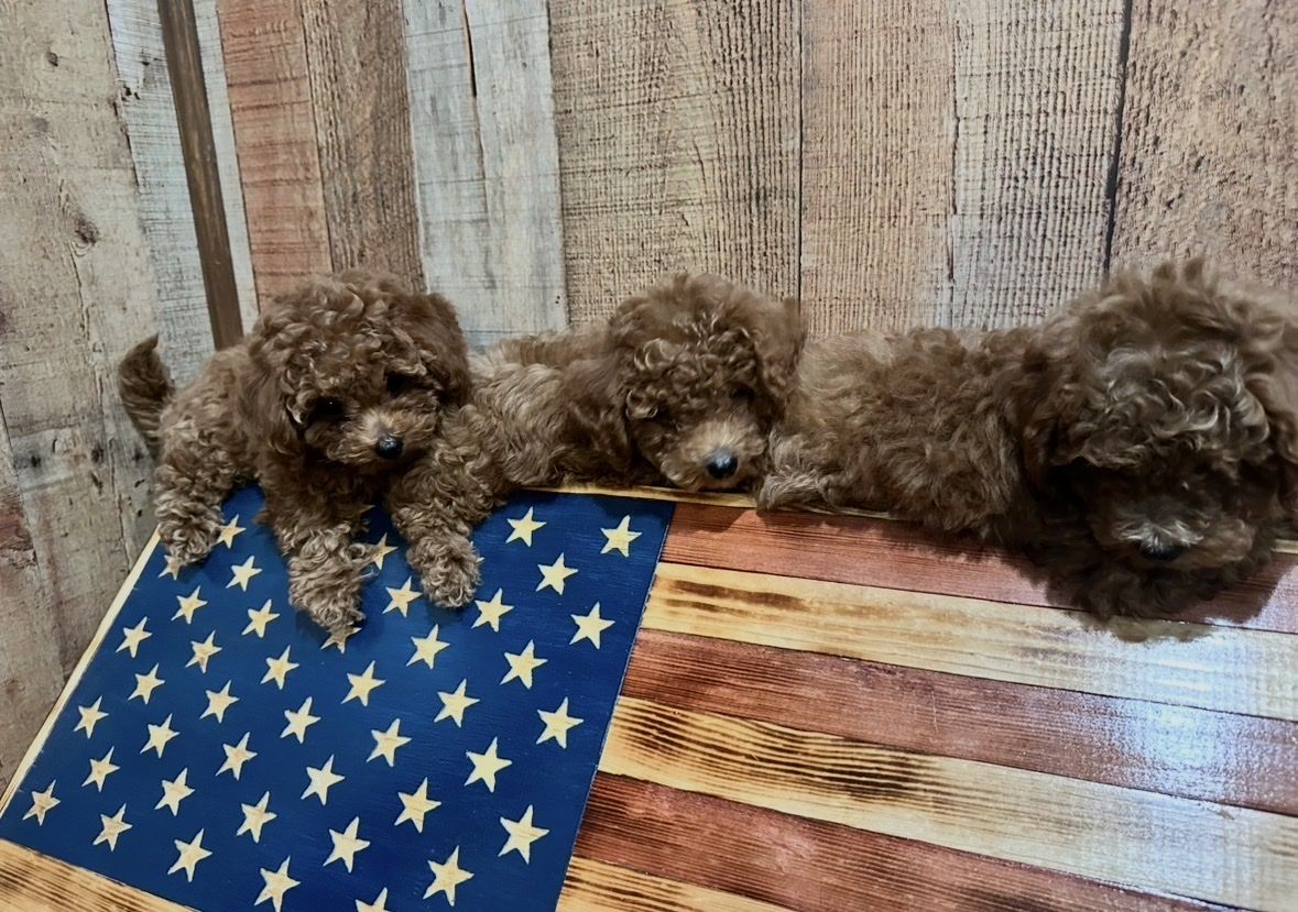 Teacup Goldendoodle Puppies