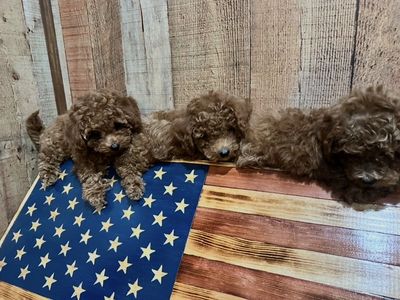 Teacup Goldendoodle Puppies