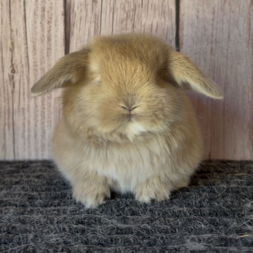 Holland Lop Doe - Pedigreed
