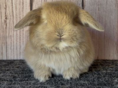 Holland Lop Doe - Pedigreed