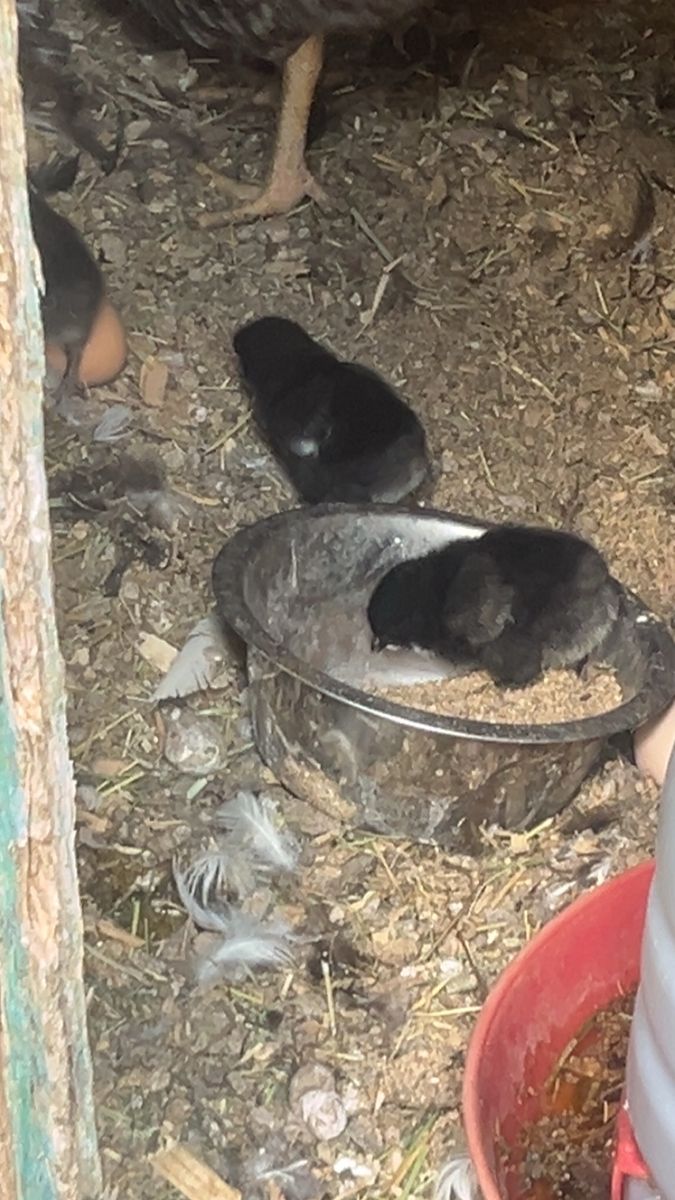 Baby Chicks