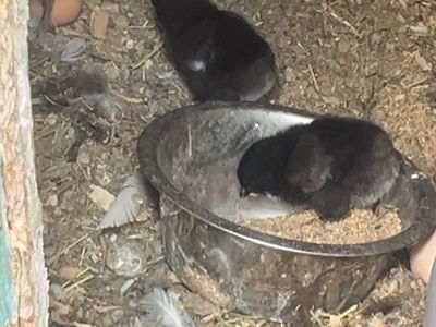 Baby Chicks