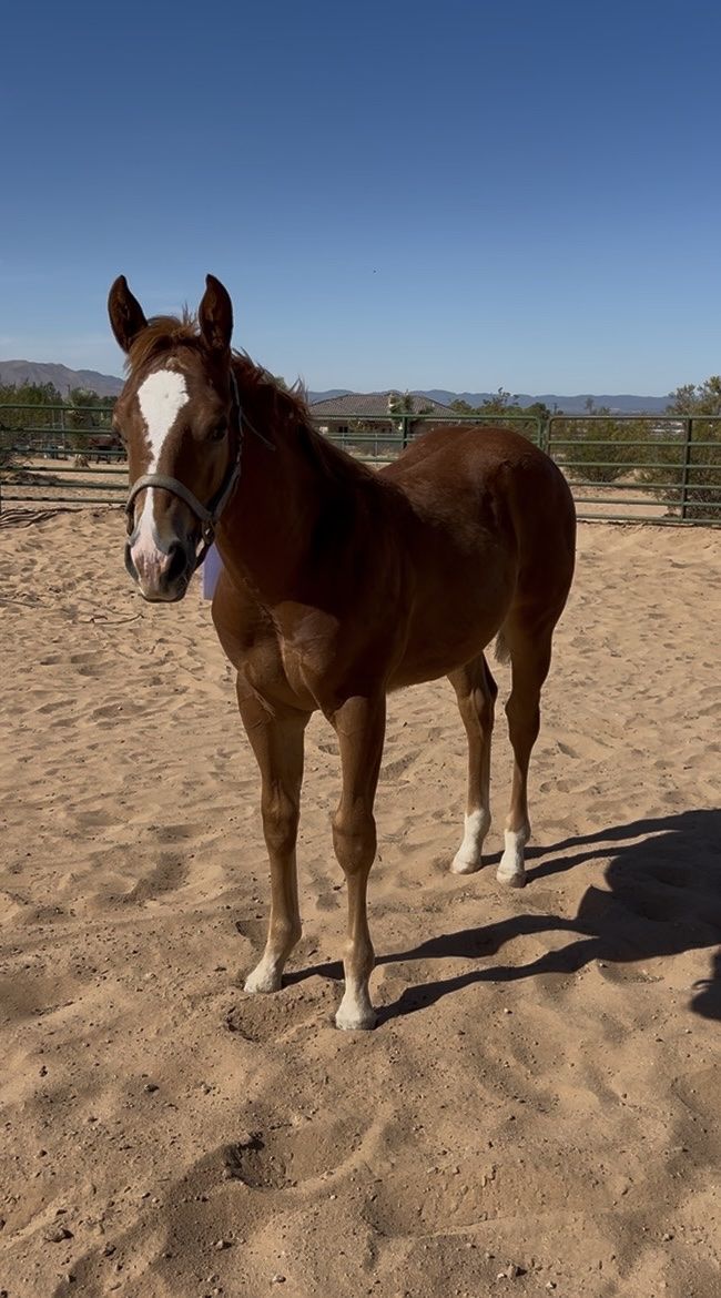AQHA 2026 colt