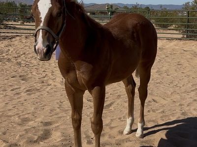 AQHA 2026 colt