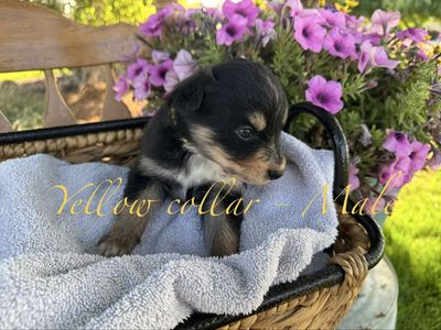 Texas Heeler Puppies