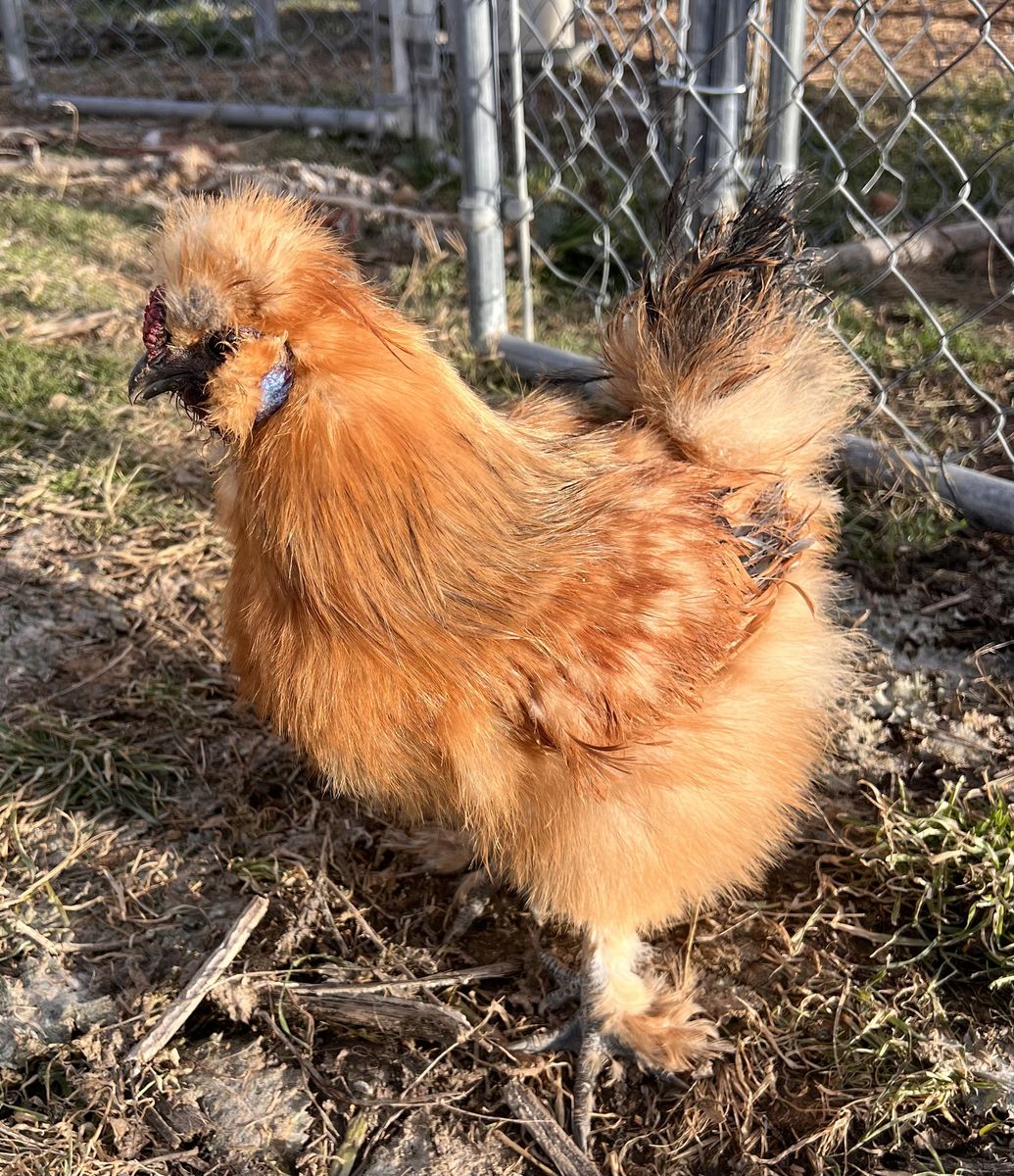 Silkie roosters