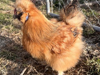 Silkie roosters