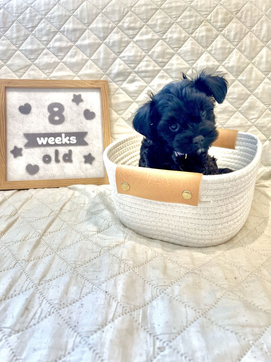 *1 FEMALE LEFT* Poodle Bichon Mix Puppy / Poochon / Poo-Chon / Bichpoo