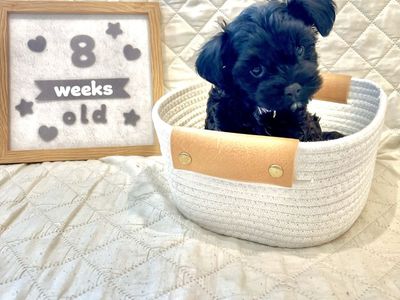 *1 FEMALE LEFT* Poodle Bichon Mix Puppy / Poochon / Poo-Chon / Bichpoo