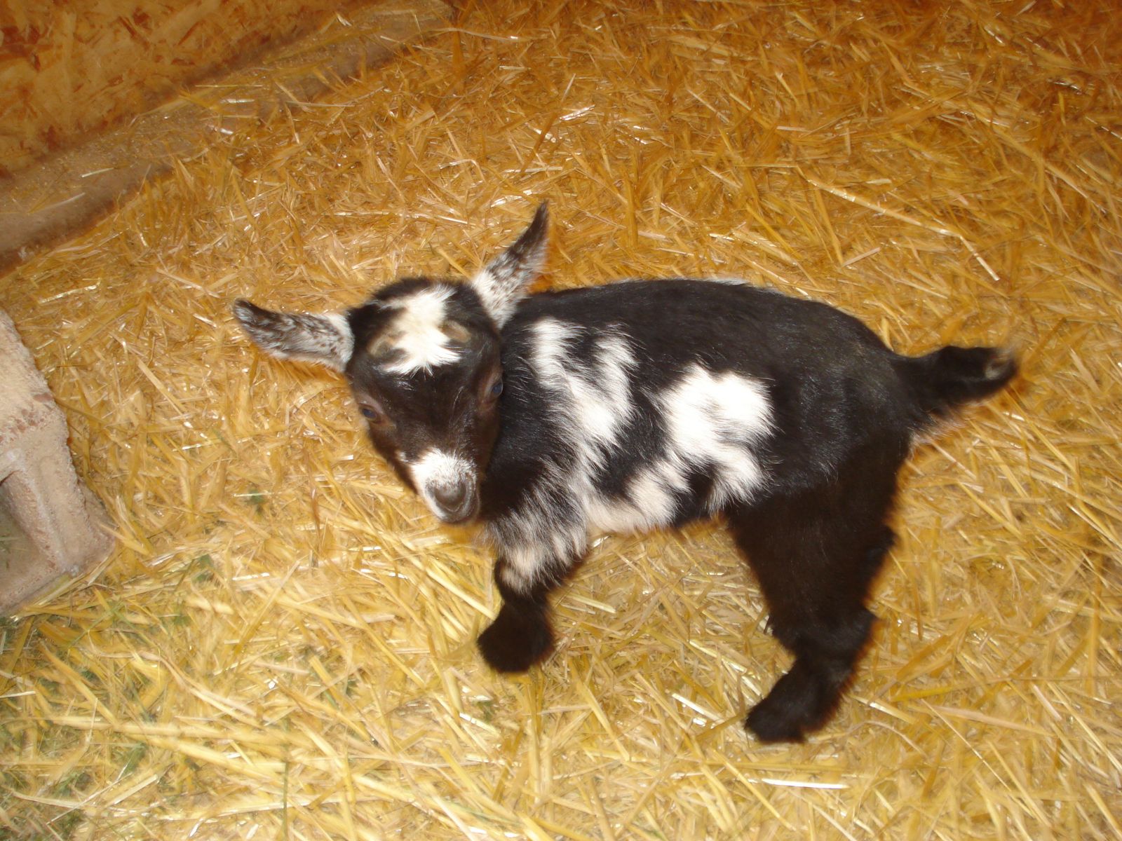 Nigerian Dwarf Bottle babies female