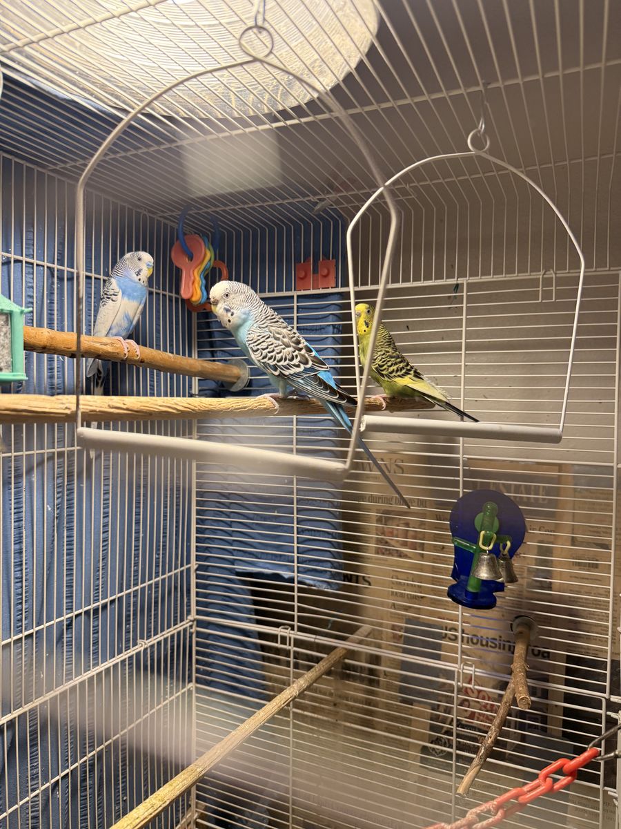 Parakeets