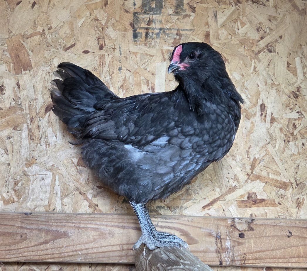 Australorp/Easter Egger Mix Rooster