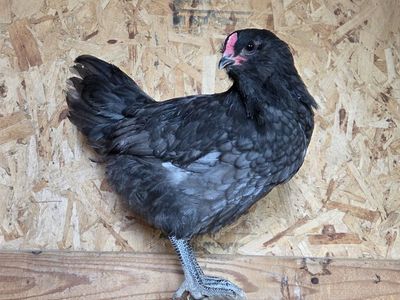 Australorp/Easter Egger Mix Rooster