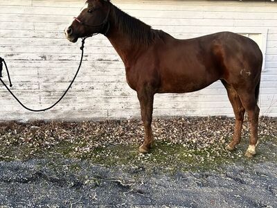 Race Bred Broodmare, Broke To Ride