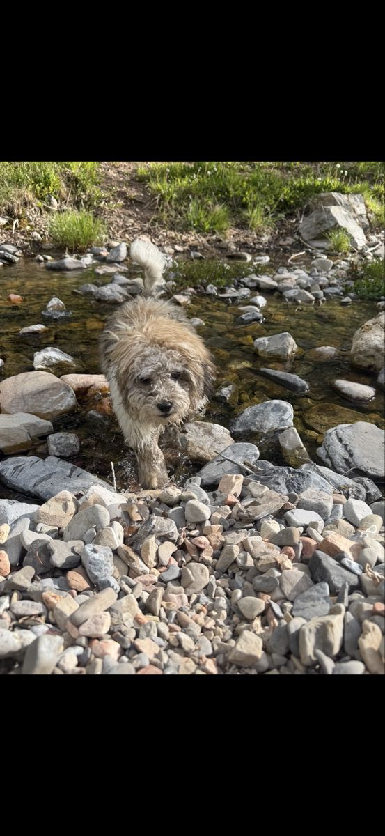 Dog re homing