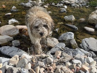 Dog re homing
