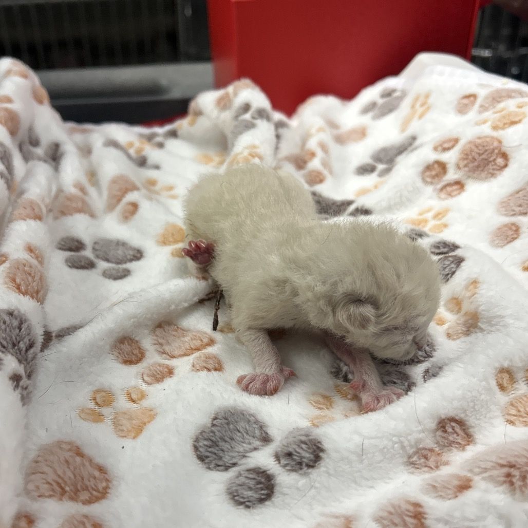 Hello my name is Sandene