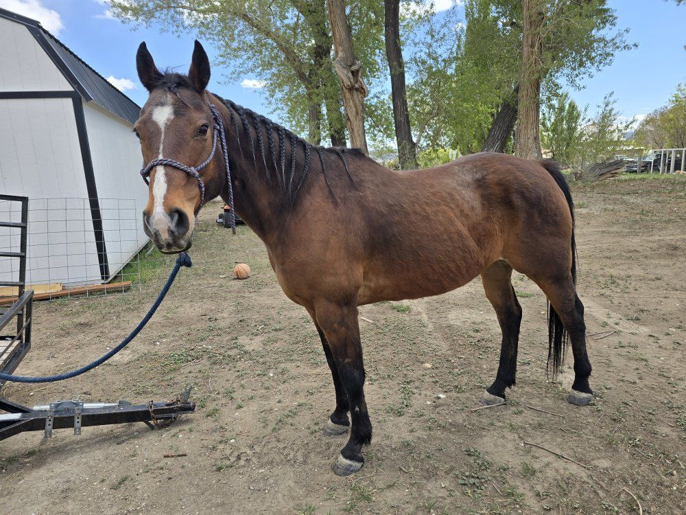 Very Amazing Gelding!