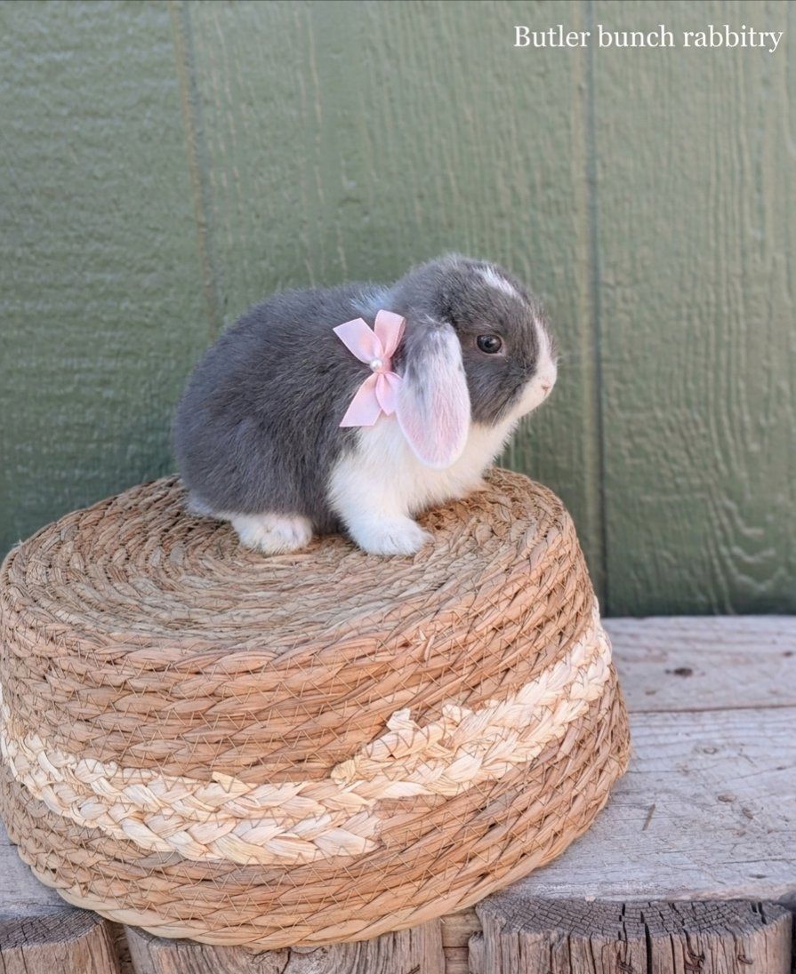 purebread Holland Lop