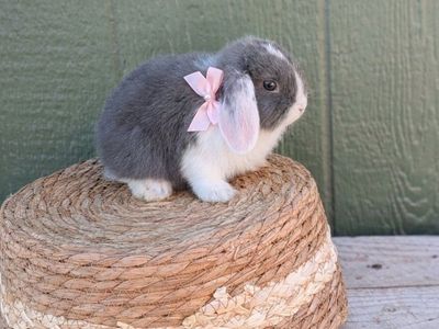 purebread Holland Lop