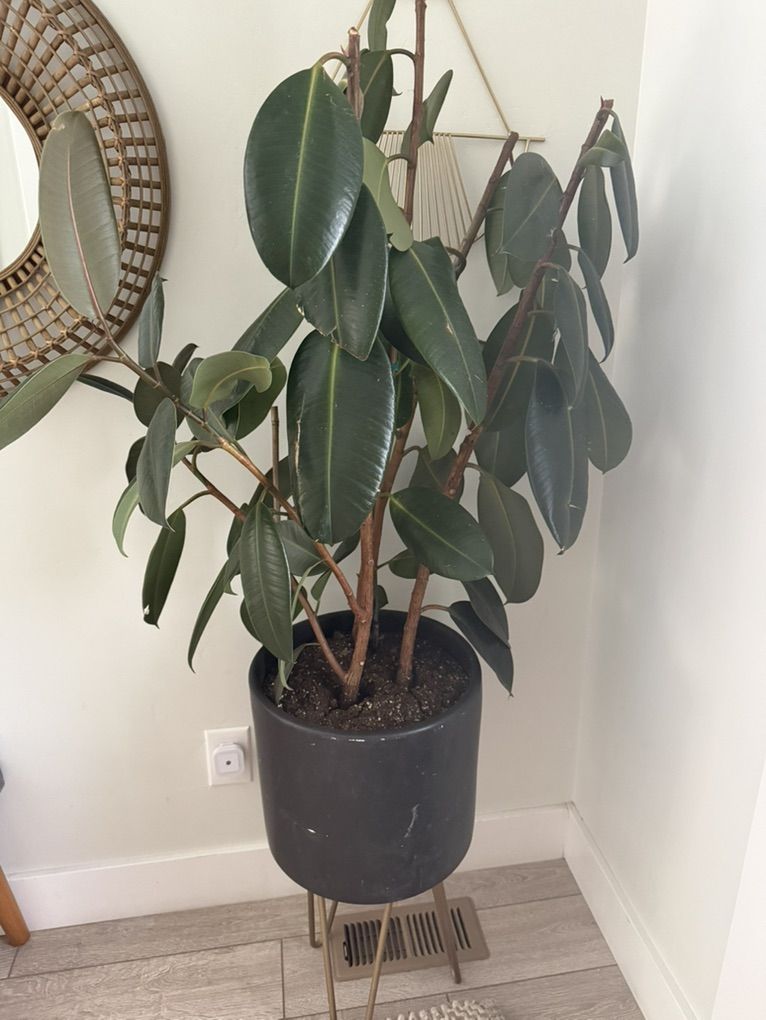 Rubber plant And Pot