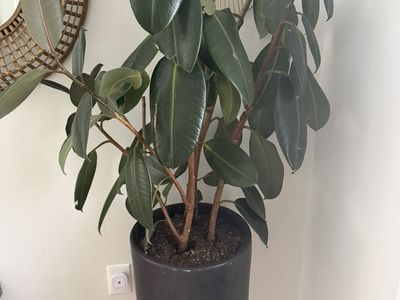Rubber plant And Pot