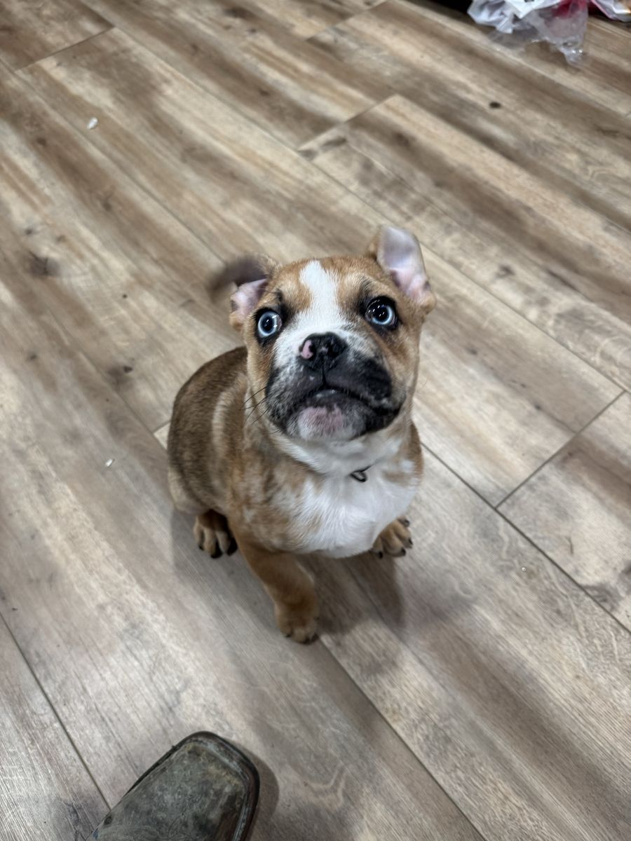 French/English Bulldog puppy