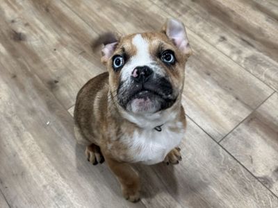 French/English Bulldog puppy