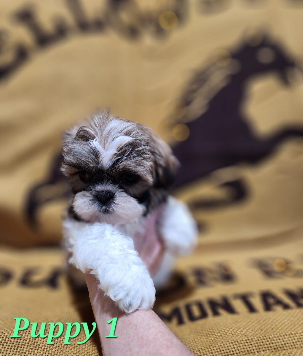 Exceptional puppies raised with love