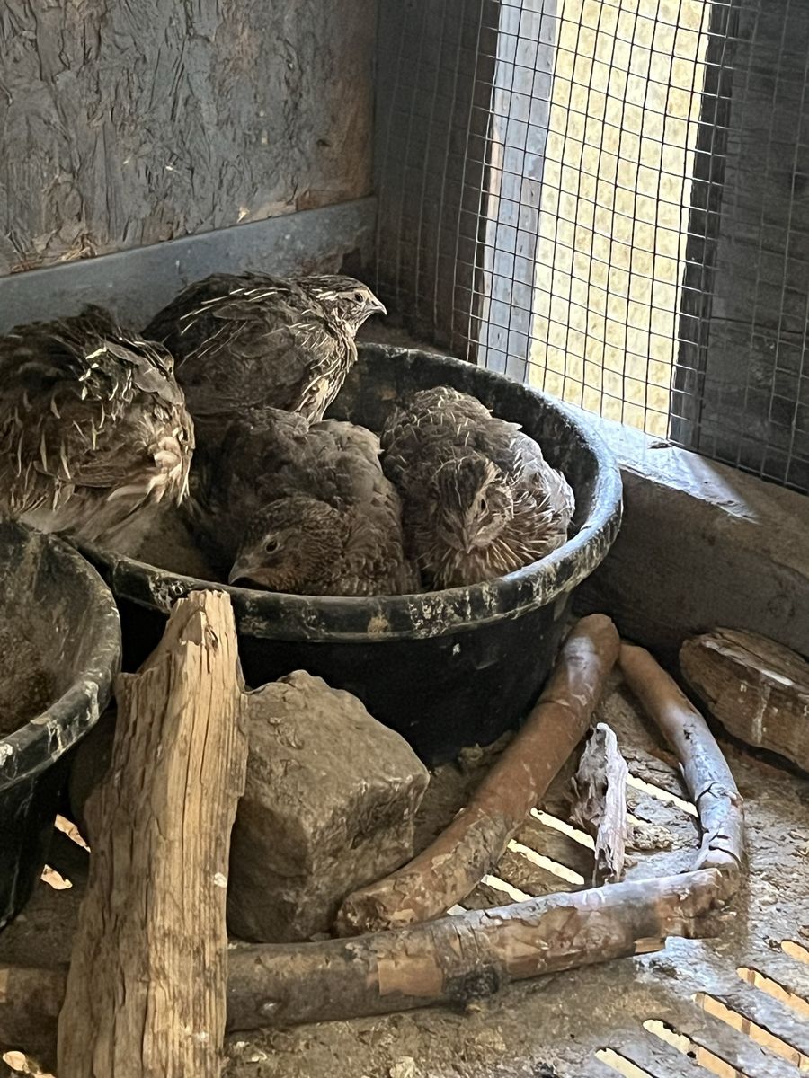 Coturnix quail for sale 
