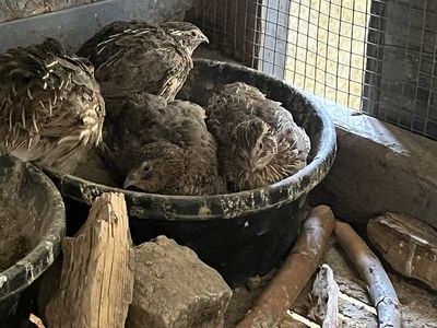 Coturnix quail for sale
