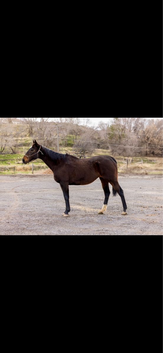 19-20yr old gelding