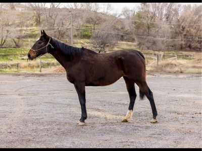 19-20yr old gelding