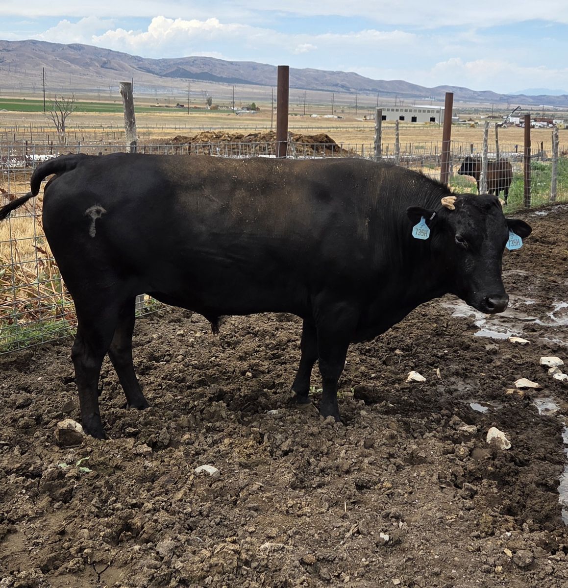 Fullblood Wagyu Bull