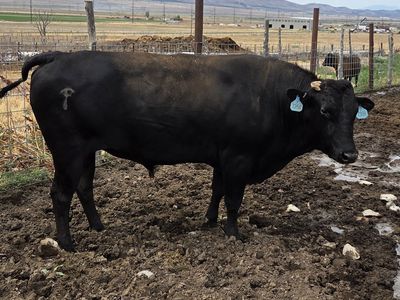 Fullblood Wagyu Bull