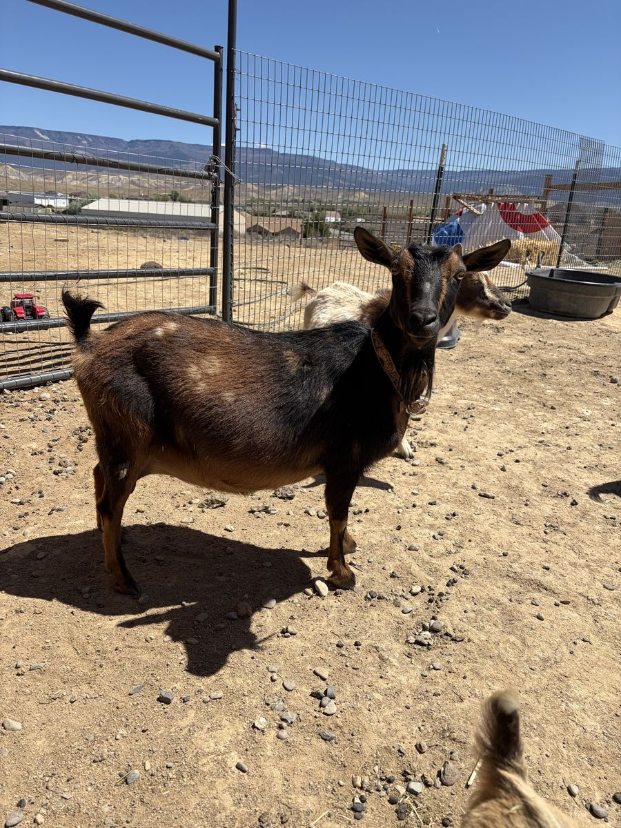 ADGA Nigerian does in milk