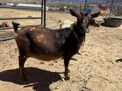 ADGA Nigerian does in milk