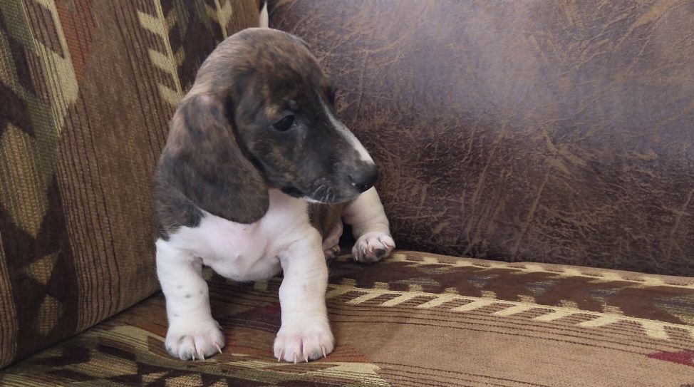Dachshund