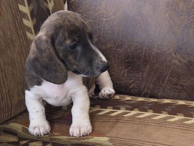 Dachshund