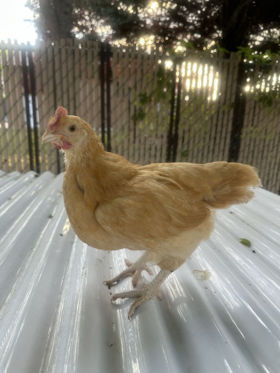 Grow out roosters 6 for $20