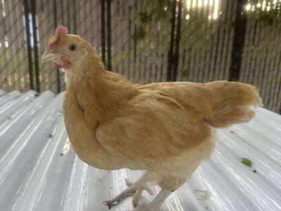 Grow out roosters 6 for $20