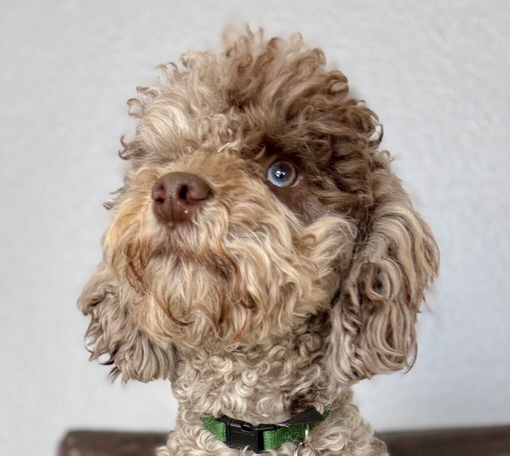 Blue Eyed Chocolate Merle 10lb Poodle