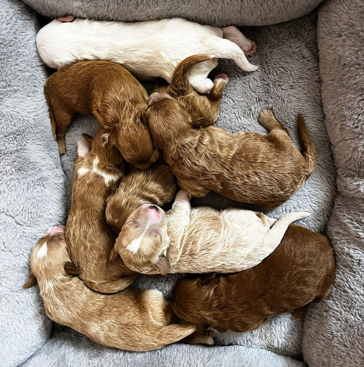 3rd Gen Mini GOLDEN CAVAPOO Puppies Goldendoodle Cavalier Golden Retriever Poodle Multi-gen White