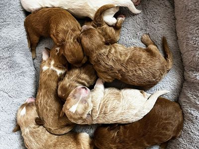 3rd Gen Mini GOLDEN CAVAPOO Puppies Goldendoodle Cavalier Golden Retriever Poodle Multi-gen White