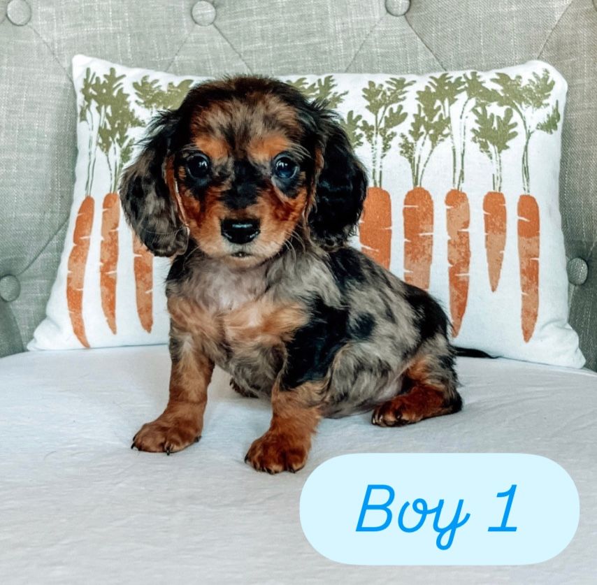 Miniature Dachshund Puppies