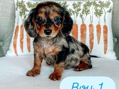 Miniature Dachshund Puppies